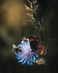 Moody photo of a butterfly, a fly and a bee on a same flower. Insects pollinating flower.