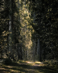 Sunny nature spotlight in evergreen forest. Moody naturepath leading to light. Vertical photo. Finnish forest.