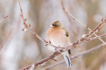 finch on a branch