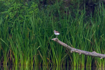 winged stilt