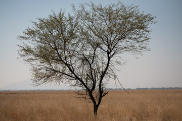 Acacia tree in the Grasslands - Mid-winter afternoon