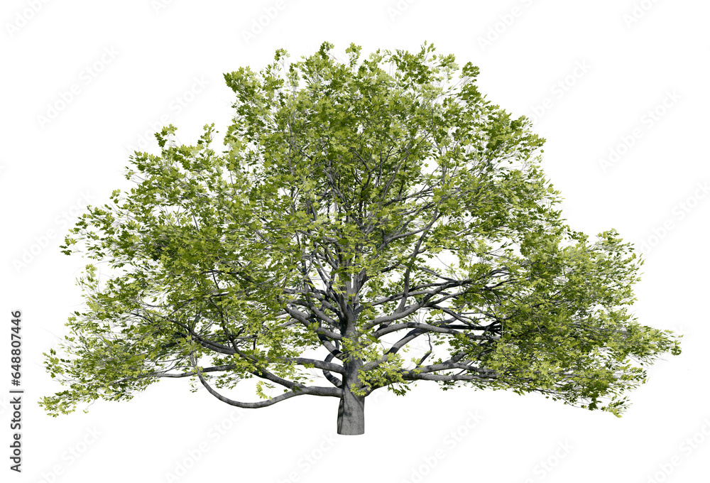 Aufkleber png tree real transparent background, real leaf texture and no white border for drag and drop, 3d il