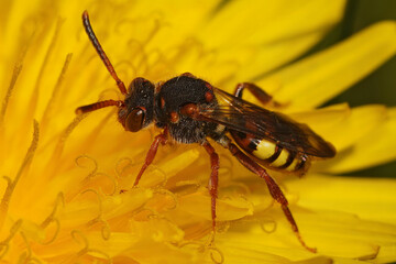 Closeup on the variabel nomad bee, Nomada zonata in a yellow flower
