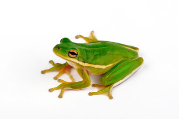 American green tree frog // Amerikanischer Laubfrosch, Karolina-Laubfrosch (Dryophytes cinereus / Hyla cinerea)