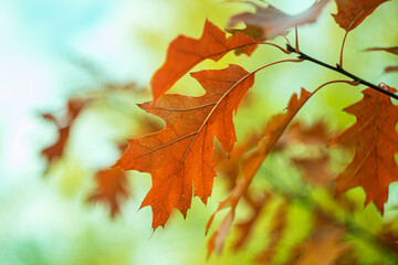 Autumn oak leaf on a blurred background.