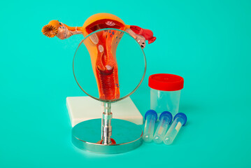 Anatomical model of human female reproductive organs with magnifying glass and test tubes and jar for analysis on blue background. Early diagnosis and treatment.