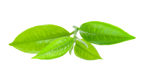 tea leaf on transparent png
