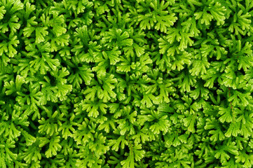 green plant moss tree wall background texture