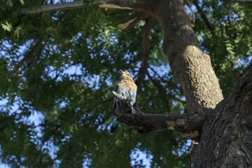 Exotic colourful bird on a tree branch - Coracias benghalensis, a member of Rollers Family Coraciidae