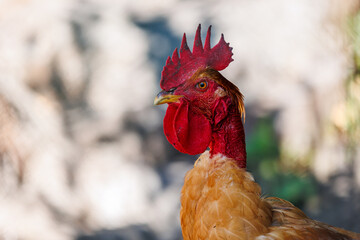 Red-head rooster
