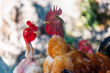 Red-head rooster