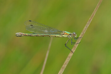 Closeup on an Emerald Spreadwing, Lestes dryas, damselflfy, against a green background