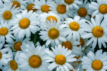 Rodzinka biało żółtych kwiatków w ogrodzie - obrazy, fototapety, plakaty