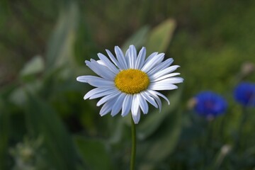 Biały kontrastowy kwiatek z ogrodu