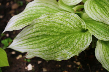 Hosta ZEBRA STRIPES_Funkia Zebra Stripes - obrazy, fototapety, plakaty