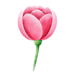Watercolor and painting blossom pink tulip flower element. Digital painting of flora and nature illustration. Mother day