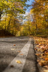 Naklejka na ściany i meble Empty road through autumn forest in october