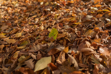 Dry fallen autumn leaves on a ground in a forest