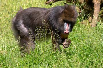 Singe mandrill de profil, dans l'herbe