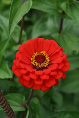 Closeup on the brilliant red flower of Zinnia elegangs in the garden