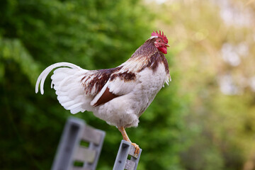 White rooster stands on chair in garden © erwin