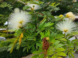 flowers in the garden