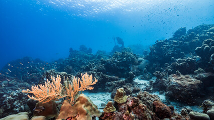 The magnificent coral reef of the Caribbean Sea