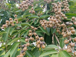 figs on a tree