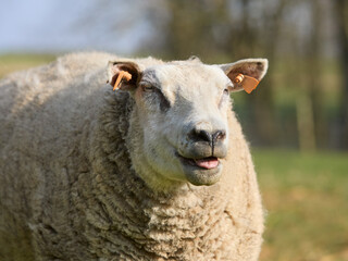 Close up portrait of white Flemish sheep