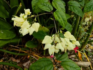 wild strawberry plant