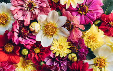 Beautiful colorful zinnia and dahlia flowers in full bloom, close up. Natural summery texture for...