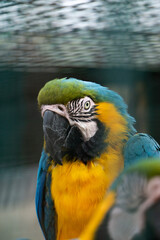 blue and yellow macaw