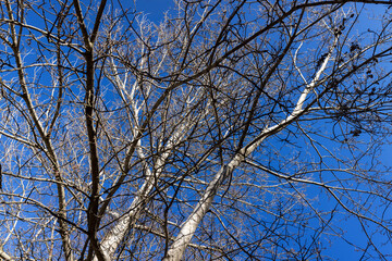 deciduous trees in the park in the early spring season