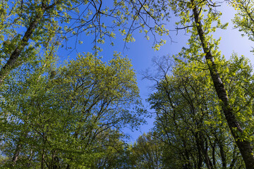 new green foliage on deciduous trees in the forest in the spring season