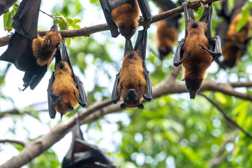 Bats hanging upside down on a branch  (Lyle's flying fox)