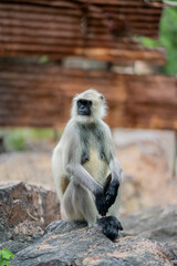 Monkey sitting on a rock