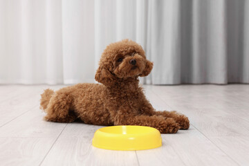 Cute Maltipoo dog near feeding bowl indoors. Lovely pet