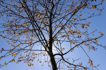 birch trees with green young red foliage