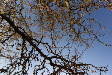 European larch during the appearance of the first needles in spring