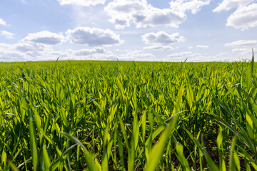 a field with green cereals in the spring season