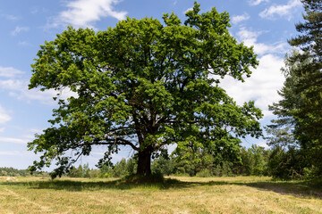 Fototapeta na wymiar old tall oak with green foliage during drought