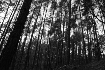 Wald, Baum, Natur, Schwarz-Weiß