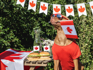 Cute dog, Canadian Flag, two delicious hamburgers and homemade lemonade. Close-up, outdoors. Day...