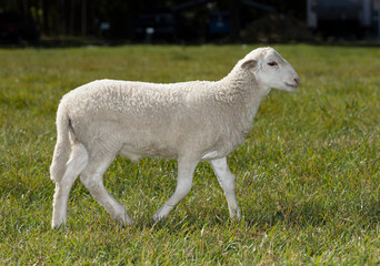 White lamb walking across a field