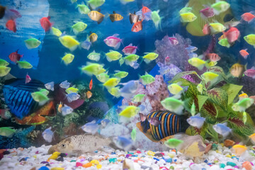 Too many colorful fish in under water.