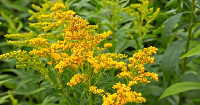 A close-up view of the yellow inflorescence of a perennial plant called solidago gigantea.