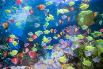 Too many colorful fish in under water.