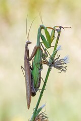 Mantis religiosa Paarung
