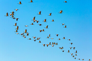 A flock of cranes flies in the sky. A flock of birds during seasonal migrations. Cranes - belladonna in a large flock fly south. Wildlife, beautiful scenery.
