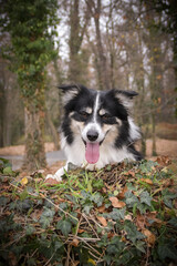 Autumn portrait of border collie in leaves. He is so cute in the leaves. He has so lovely face.